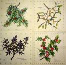211 Christmas Flowers - 3-ply - CS